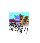 続おーい！と呼んでるパピヨン犬(日本語)（個別スタンプ：10）