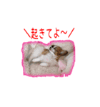 続おーい！と呼んでるパピヨン犬(日本語)（個別スタンプ：15）