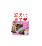 続おーい！と呼んでるパピヨン犬(日本語)（個別スタンプ：20）