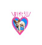 続おーい！と呼んでるパピヨン犬(日本語)（個別スタンプ：23）
