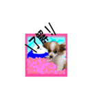 続おーい！と呼んでるパピヨン犬(日本語)（個別スタンプ：24）