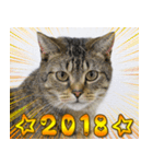 猫カフェロンロン新年スタンプ（個別スタンプ：16）