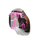 summer vs ginji（個別スタンプ：9）