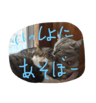 summer vs ginji（個別スタンプ：11）