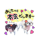 でこぼこ姉妹犬2 Chelsea先輩＆Rosebud後輩（個別スタンプ：8）