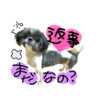 でこぼこ姉妹犬2 Chelsea先輩＆Rosebud後輩（個別スタンプ：15）