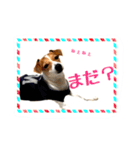うちのジャックラッセルテリア❤︎（個別スタンプ：3）