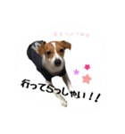 うちのジャックラッセルテリア❤︎（個別スタンプ：5）