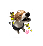 うちのジャックラッセルテリア❤︎（個別スタンプ：7）