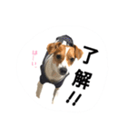 うちのジャックラッセルテリア❤︎（個別スタンプ：12）