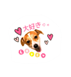 うちのジャックラッセルテリア❤︎（個別スタンプ：23）