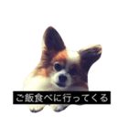 まろん m（個別スタンプ：1）