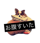 まろん m（個別スタンプ：4）