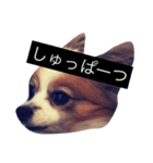 まろん m（個別スタンプ：5）