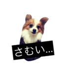 まろん m（個別スタンプ：11）