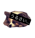 まろん m（個別スタンプ：17）