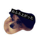 まろん m（個別スタンプ：20）