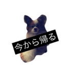 まろん m（個別スタンプ：21）