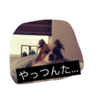 まろん m（個別スタンプ：29）