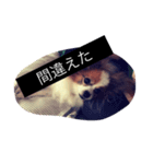 まろん m（個別スタンプ：30）