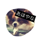 まろん m（個別スタンプ：31）