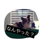 まろん m（個別スタンプ：36）
