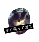 まろん m（個別スタンプ：37）