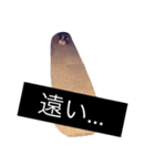まろん m（個別スタンプ：38）