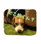 beagle Kota（個別スタンプ：1）