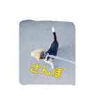 beagle Kota（個別スタンプ：2）