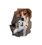 beagle Kota（個別スタンプ：3）