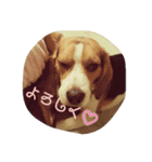 beagle Kota（個別スタンプ：4）