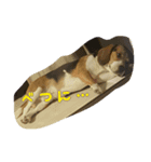 beagle Kota（個別スタンプ：5）