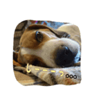 beagle Kota（個別スタンプ：6）