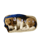 beagle Kota（個別スタンプ：7）