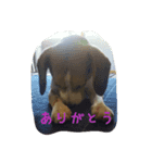 beagle Kota（個別スタンプ：8）