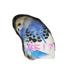 小鳥屋ゆきちゃん（個別スタンプ：2）