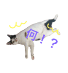 えむおーつー（個別スタンプ：3）