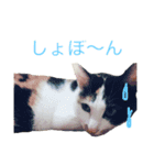 えむおーつー（個別スタンプ：8）