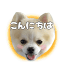 ポメラニアン まめぞう日記②（個別スタンプ：1）