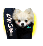 ポメラニアン まめぞう日記②（個別スタンプ：3）