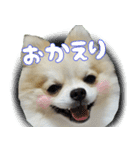 ポメラニアン まめぞう日記②（個別スタンプ：4）