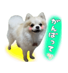 ポメラニアン まめぞう日記②（個別スタンプ：5）