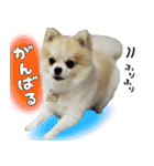 ポメラニアン まめぞう日記②（個別スタンプ：6）