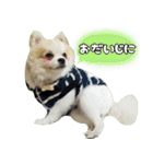 ポメラニアン まめぞう日記②（個別スタンプ：7）