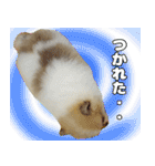 ポメラニアン まめぞう日記②（個別スタンプ：8）