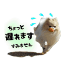 ポメラニアン まめぞう日記②（個別スタンプ：15）