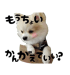 ポメラニアン まめぞう日記②（個別スタンプ：25）