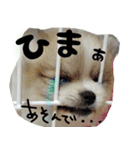 ポメラニアン まめぞう日記②（個別スタンプ：27）