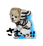 ポメラニアン まめぞう日記②（個別スタンプ：31）
